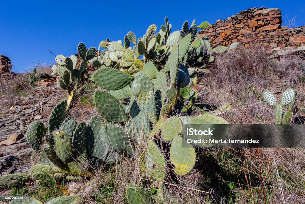 Green Cacti With Sharp Spikes Arid Zone Plants Stock Photo - Download ...