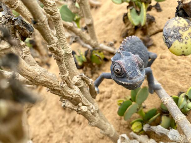 Namaqua Chameleon, Chamaeleo namaquensis, standing on the sand in the Namib desert
