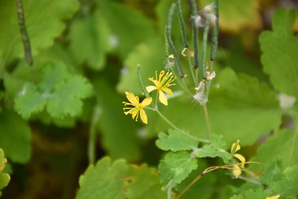 istock Chelidonium majus plant in bloom, yellow flower. 1367201821