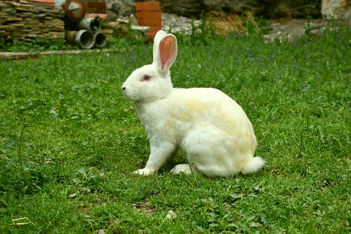 Wild white rabbit on grass farm.