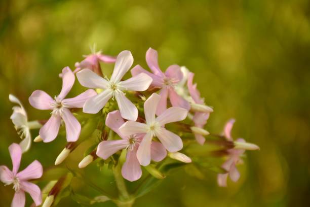 Saponaria officinalis flowers. Soap dish flowers (Saponaria officinalis) on dirt road. common soapwort saponaria officinalis stock pictures, royalty-free photos & images