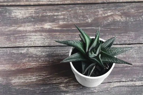 Succulent home plant - Haworthia limifolis twist on a wooden background, top view with copy space, home gardening and connecting with nature concept