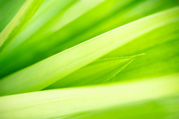 istock Abstract blurred of green leaf nature using as background natural plants, ecology wallpaper cover page concept. 1367206038