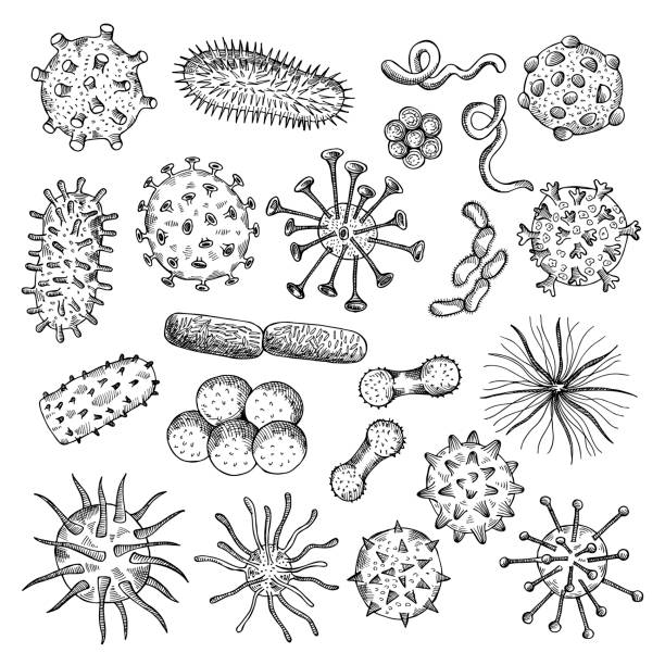 illustrazioni stock, clip art, cartoni animati e icone di tendenza di schizzo di batteri. disegno virus biologico closeup cellule covid tipo di batteri concetto medico illustrazioni recenti vettoriale doodle immagini set - bacterium