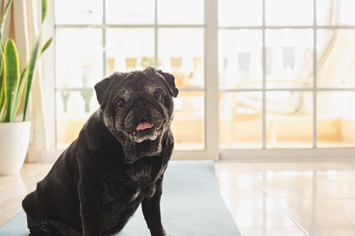 Funny pug dog sitting on the floor looking at camera ready for portrait. Happy funny old black pug with grizzled fur. Love and best friend forever concept. Copy space for text