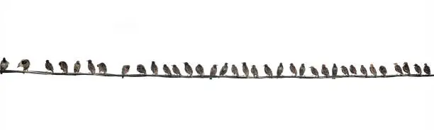 Photo of A long row of black birds perched on wires isolated on white