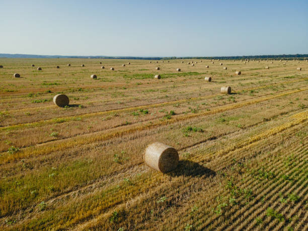 massi. campo di massi di fieno. veduta aerea. - nobody aerial view landscape rural scene foto e immagini stock