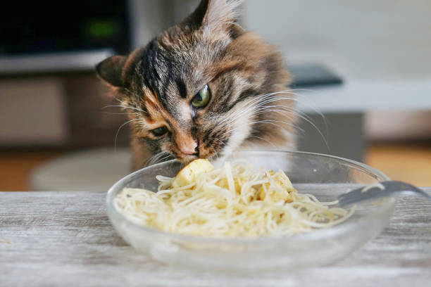 istock a cat sits at a table and eats a piece of meat from a plate 1367209926