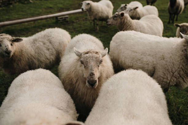istock Flock of sheep in a field 1367211394