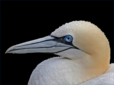 Taken on Bass Rock whilst it was raining. Very focussed with a black background. Bright eyed and covered in raindrops.