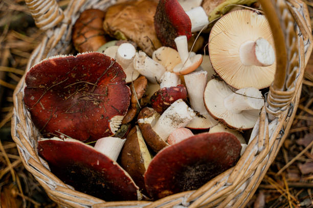 istock Mushrooms. Basket with mushrooms. Close-up. 1367212342