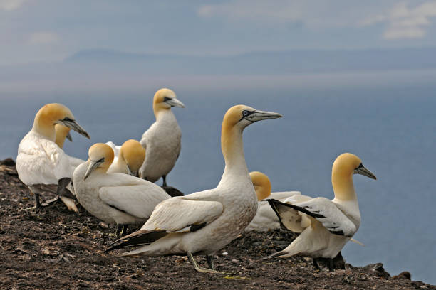 eight northern gannet - bass imagens e fotografias de stock