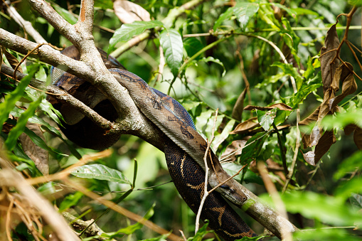 A boa constrictor in the rain forest of Manuel Antonio, Costa Rica.  The snake is resting on a tree branch.