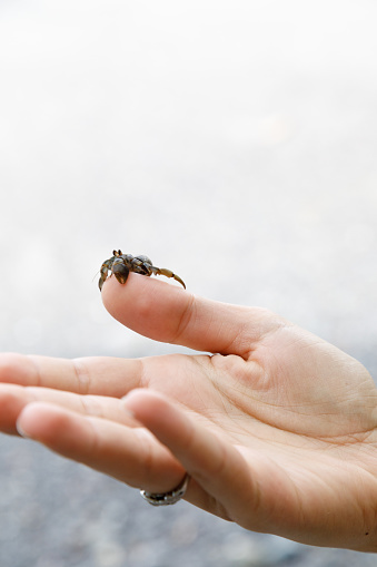 A very small crab on a thumb.