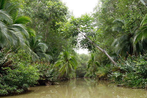 A river through a tropical rain forest, Costa Rica.