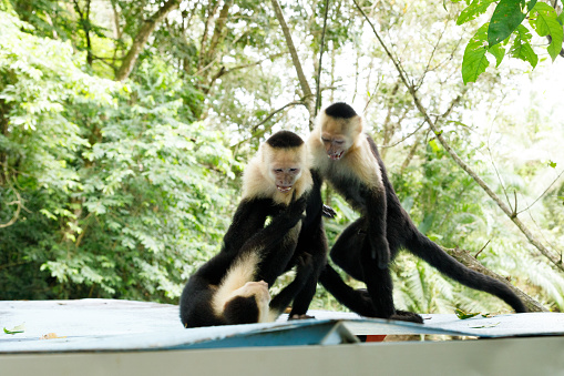 Three Capuchin monkeys wrestling on top of a boat.  Photographed in the wild in Manuel Antonio, Costa Rica.