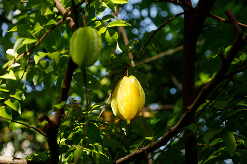 A carambola, or star fruit, tree with ripe fruit.  The sun is shining on a yellow fruit.  Photographed in Costa Rica.