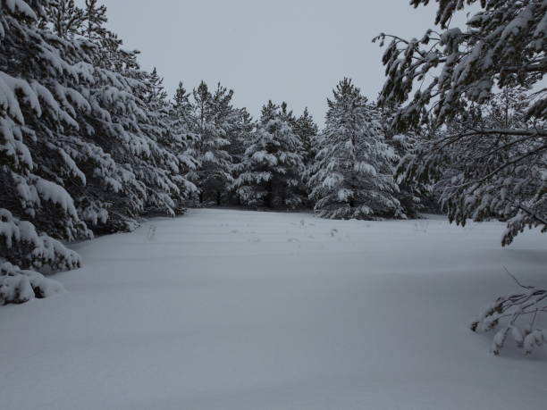 istock snow-covered pine trees photo 1367215369