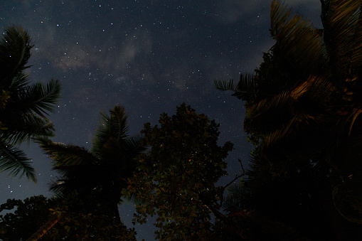 A look at a starry sky from a tropical location in Costa Rica.  You can see starry sky and the Milky Way.  There are palm trees and other tropical trees in the foreground.  They appear as silhouettes.