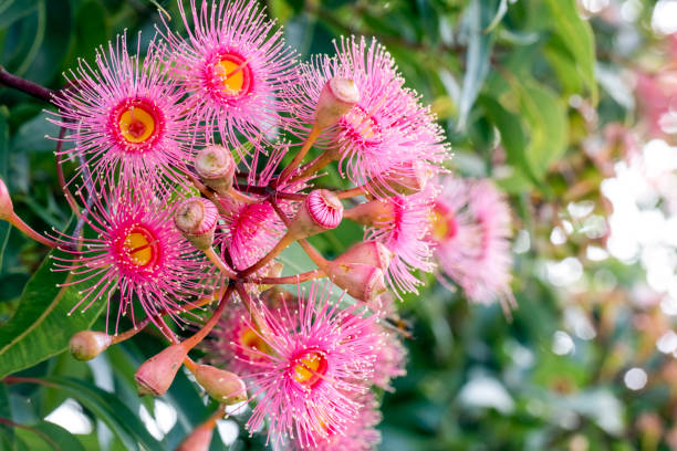istock Beautiful Gum Tree flowers and buds, background with copy space 1367217336