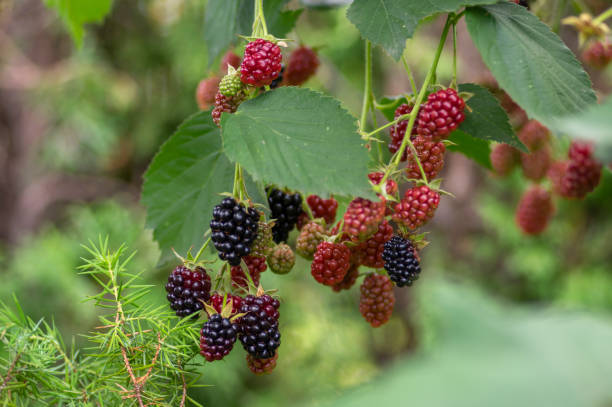 루부스 fruticosus 크고 맛있는 정원 블랙 베리, 가지에 검은 익은 과일 열매 - freshnes 뉴스 사진 이미지