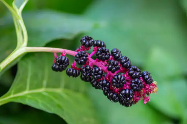 Phytolacca acinosa indian pokeweed ripening fruits on branches, small shrub with green leaves on branches