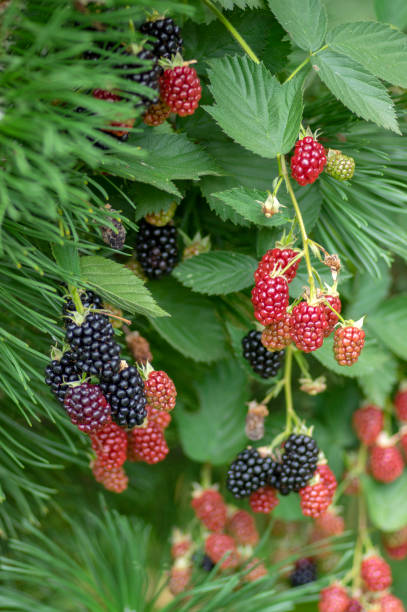 크고 맛있는 정원 블랙베리, 검은 숙성 및 가지에 붉은 숙성 과일 열매 - freshnes 뉴스 사진 이미지