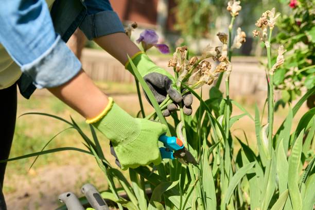 裏庭の花壇を世話する手袋の中の女性の手のクローズアップは、ツール、庭のせん断を使用しています - iris single flower flower outdoors ストックフォトと画像
