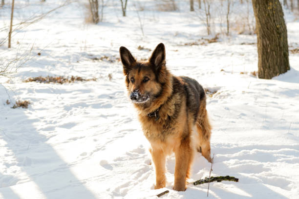 istock A German Shepherd standing in the snow 1367218455