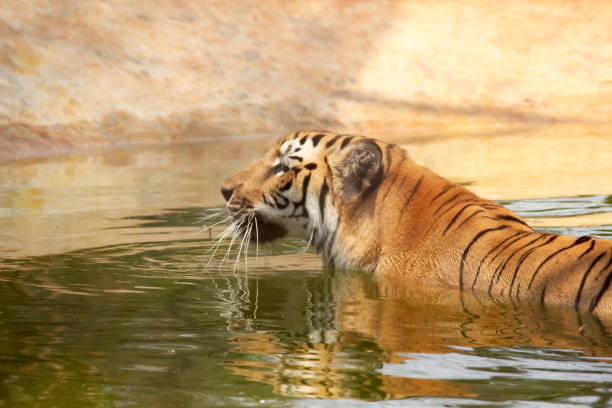 Royal Bengal tiger relaxing in the pond in zoo