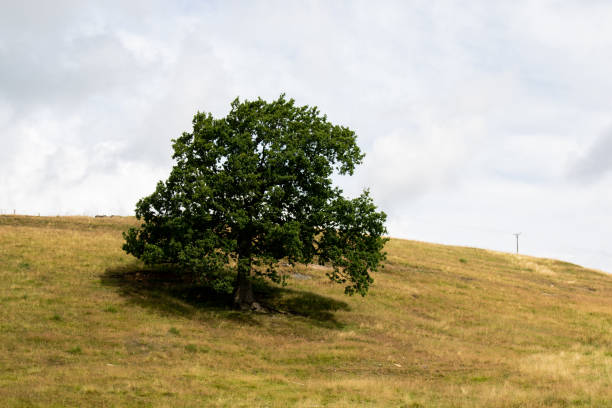 istock A tree in the countryside near Haworth, West Yorkshire 1367218714