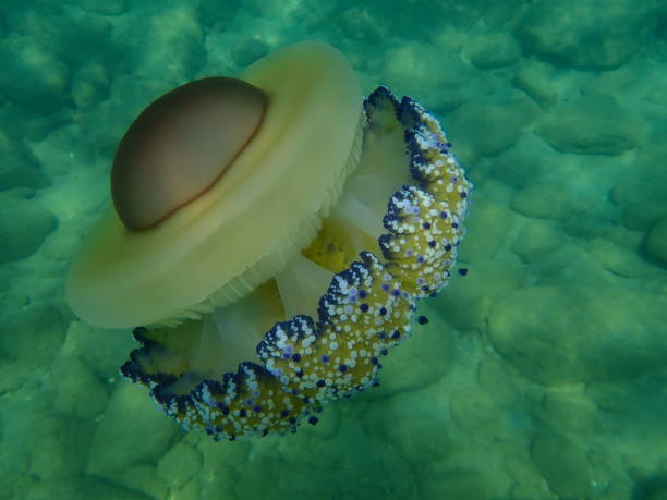 istock Mediterranean jellyfish or fried egg jellyfish, Mediterranean jelly (Cotylorhiza tuberculata) undersea 1367218930