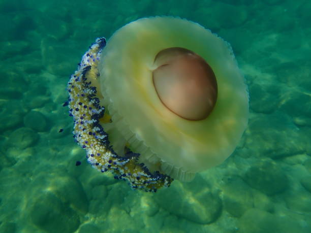 istock Mediterranean jellyfish or fried egg jellyfish, Mediterranean jelly (Cotylorhiza tuberculata) undersea 1367218944