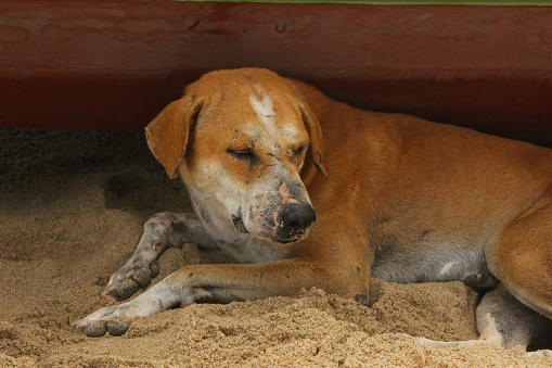 Lonely street dog sitting in the beach sand under boat shadow in India