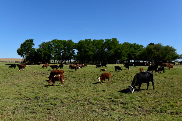 istock Cow and baby in Pampas coutryside, 1367220207