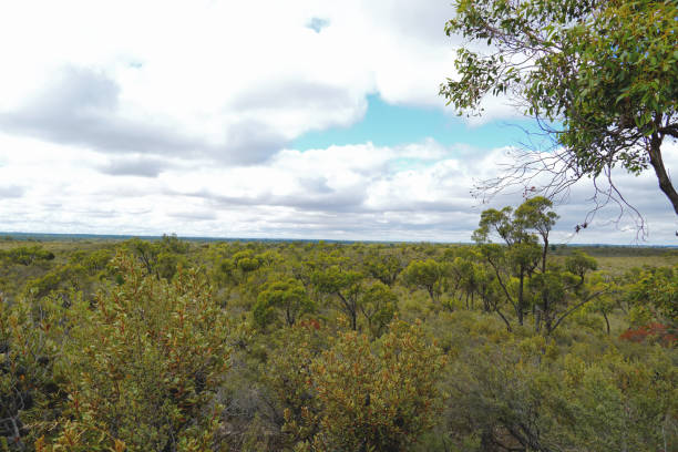 istock Horsham,  Victoria, Australia 1367221056