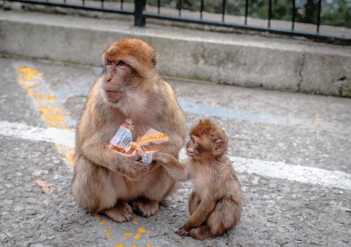 Upper Rock, Gibraltar - December 24 2014: Mother Barbary Macaque shares snacks given by tourists with her baby child.