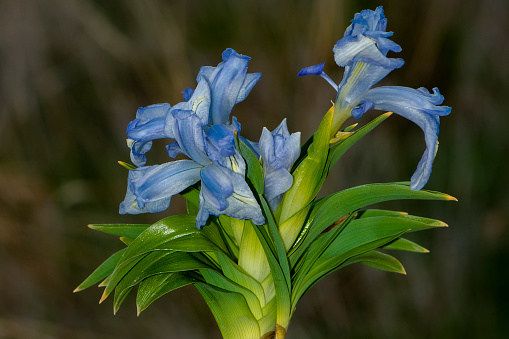 iris aucheri flower macro detail