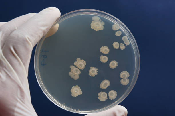 istock Colonies of bionylon (Poly-Gamma- glutamic)  producing bacterium, Bacillus subtilis 1367222845