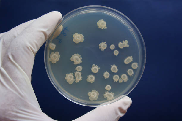 istock Colonies of bionylon (Poly-Gamma- glutamic)  producing bacterium, Bacillus subtilis 1367222848