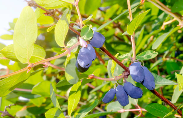 honeysuckle berries against the sun A branch of a honeysuckle bush with blue large berries in close-up in sunny summer weather against the background of a clear blue sky and the rays of the sun. eutrichomyias rowleyi stock pictures, royalty-free photos & images