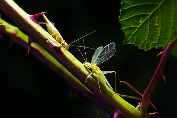 Tree Crickets stock photo