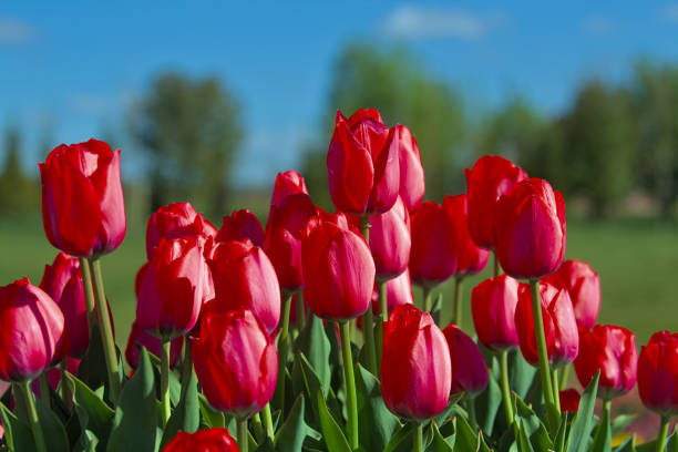 istock Wonderful tulips in an open field. 1367225600