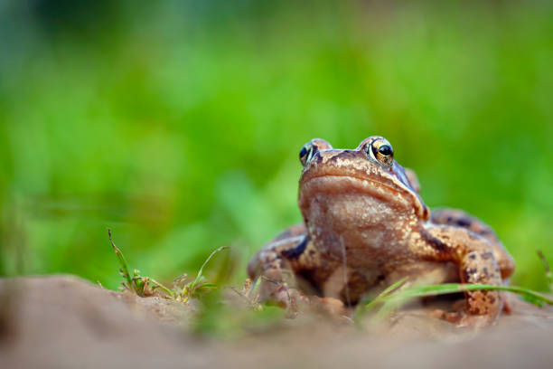 istock The true frogs, family Ranidae 1367225896