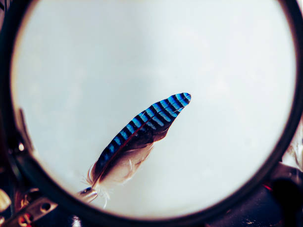 Background Image of a black feather