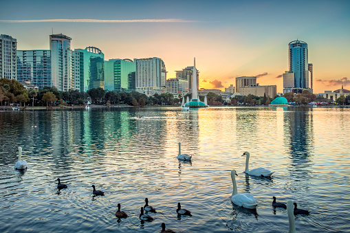 Swans and ducks in Lake Eola Park in Florida USA at sunset