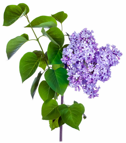 istock lilac purple isolated white 1367228011