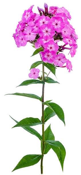 Flower pink phlox isolated on a white background close-up.