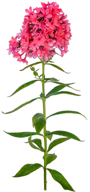 istock phlox scarlet isolated 1367228054