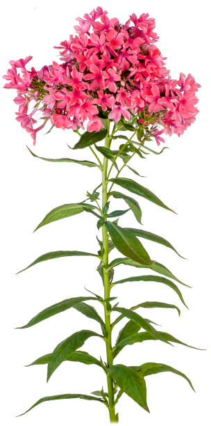 istock phlox scarlet red insulated 1367228059